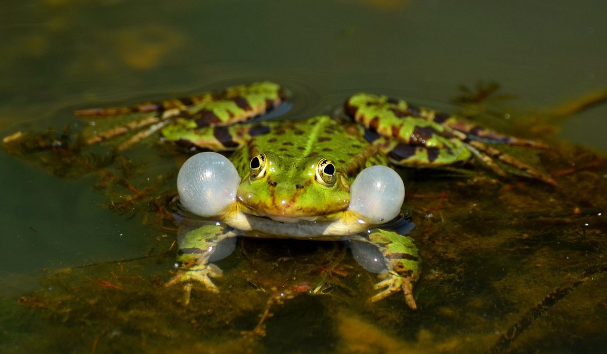 Attracting dragonflies with the right pond plants