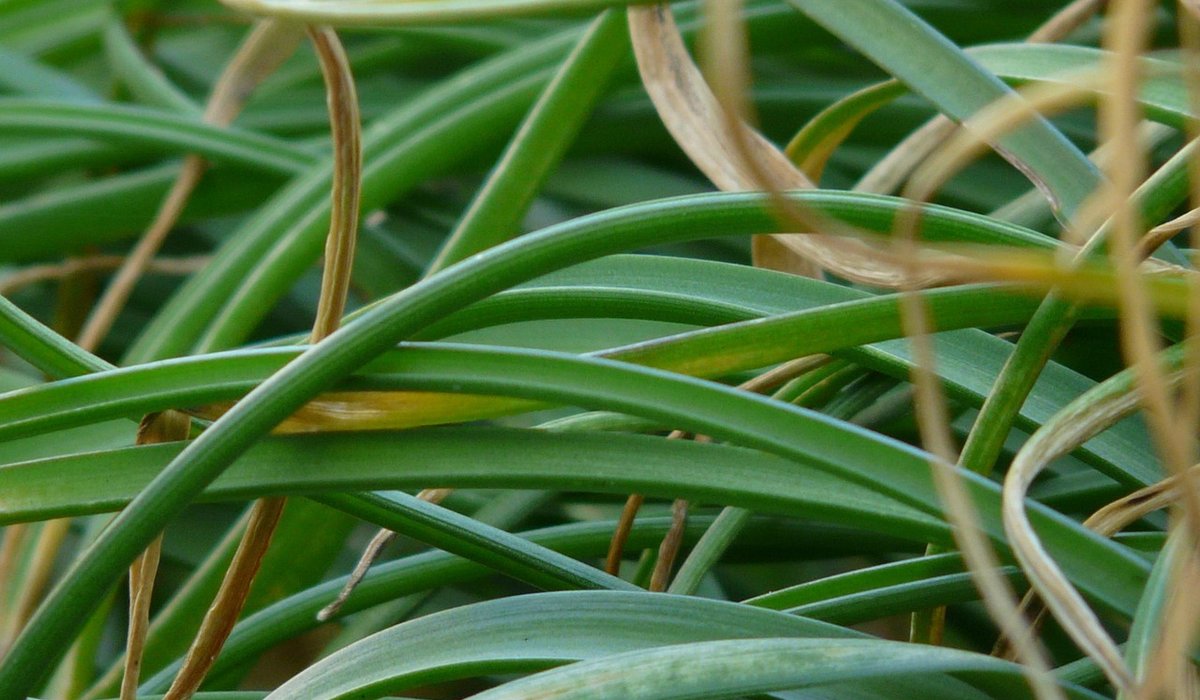 Best ornamental grasses for small urban courtyards