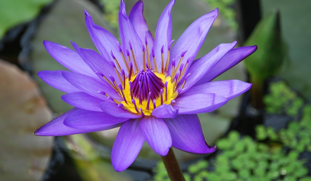 Building a bog garden for moisture-loving perennials
