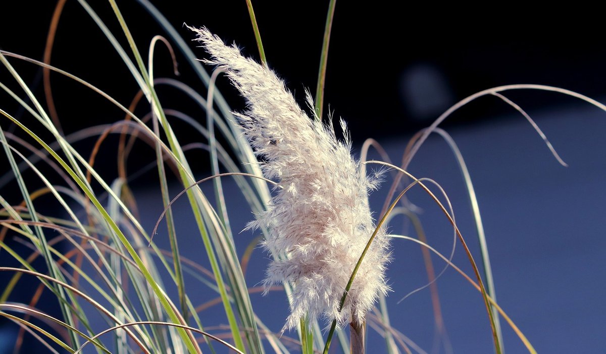 Choosing the right sedge for a damp British garden border
