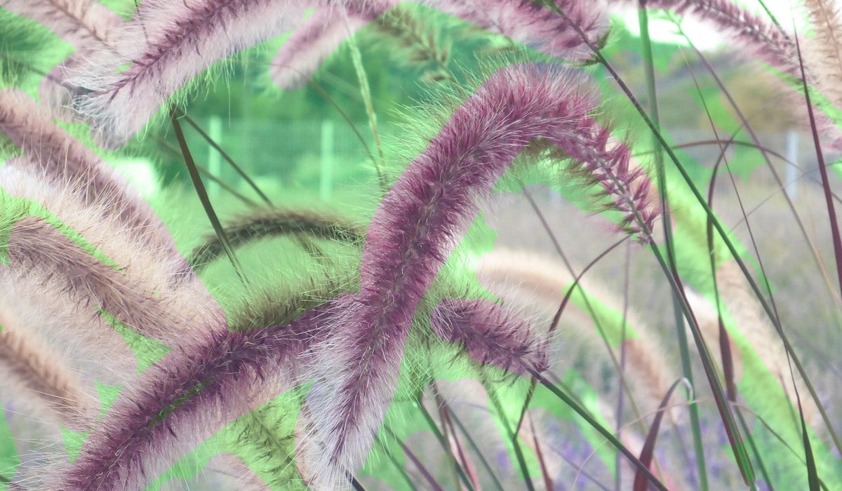 Creating a wildlife-friendly pond in a shady corner