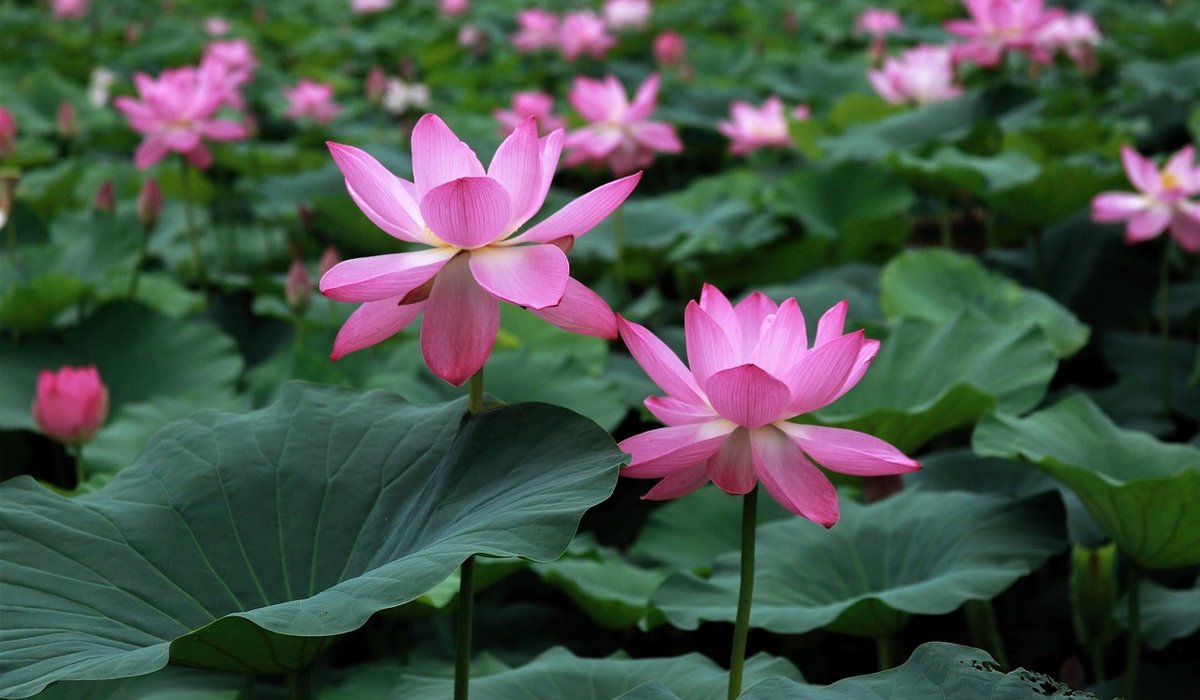 How to control invasive pond plants without chemicals